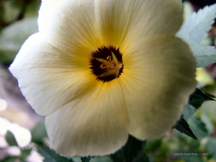 yellow flower with brown center in a sunny room