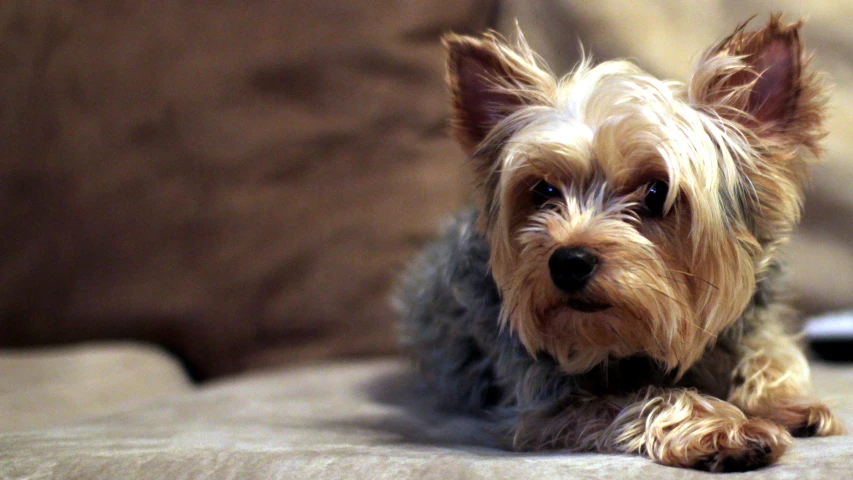 a dog that is laying down on the couch