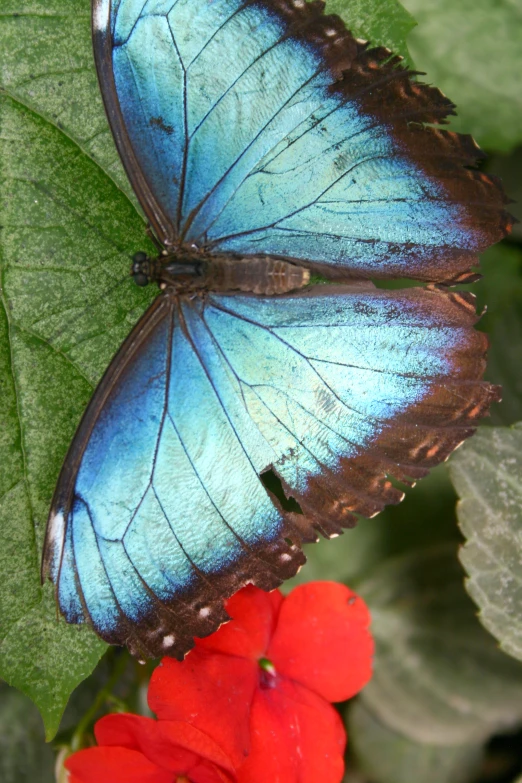 two blue erflies sitting on a red flower