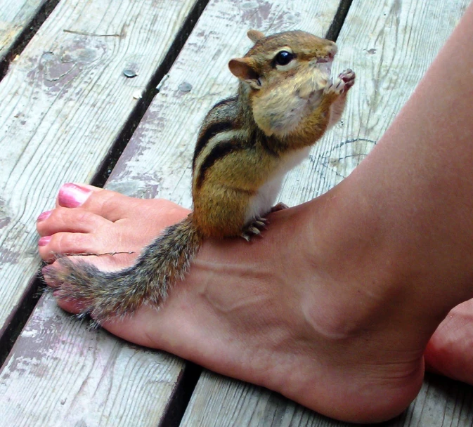 a squirrel standing on a human's foot with her paw on it