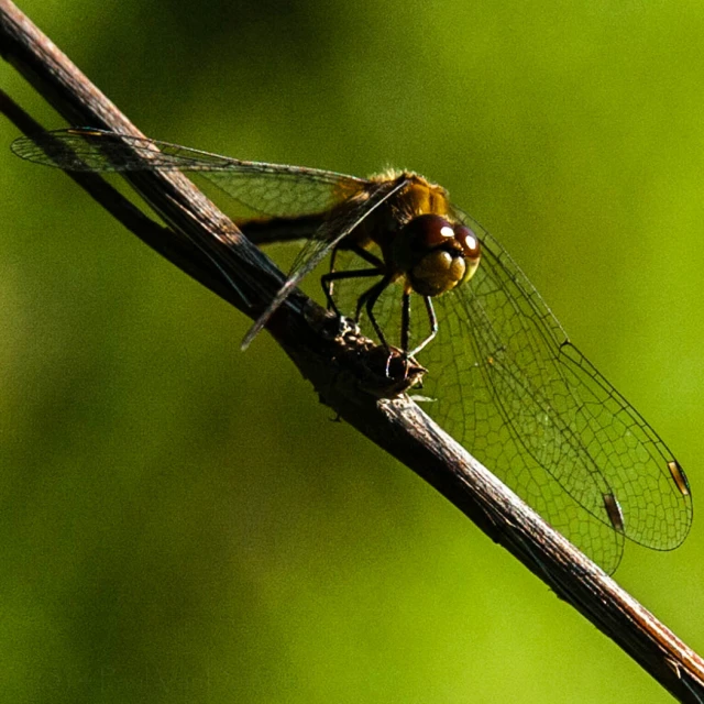 a close up of a bug on a twig