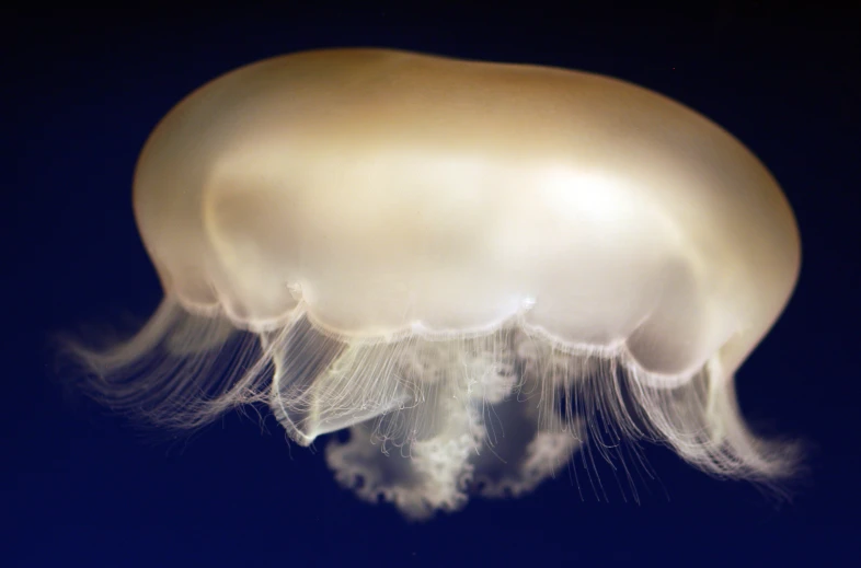 an odd looking jellyfish with long tentacles floating in the sky