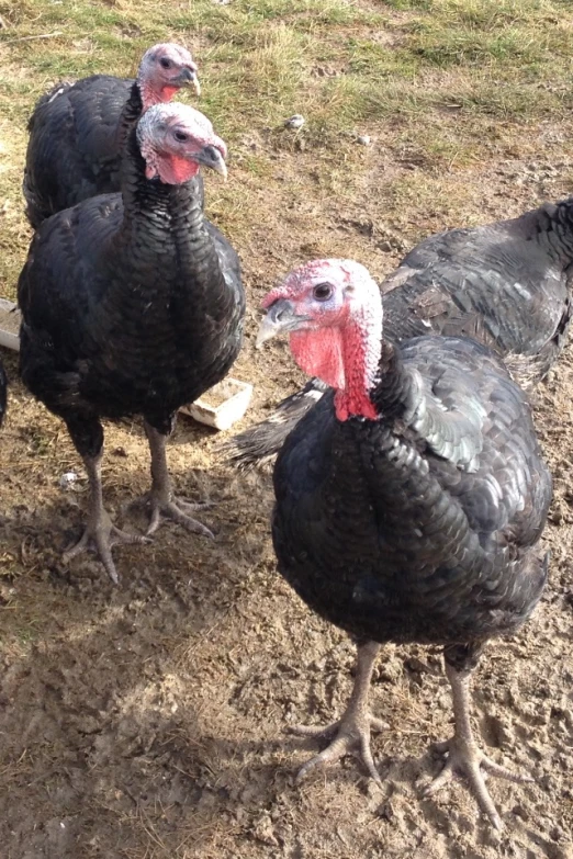 two adult turkeys and several young ones on a farm