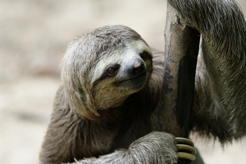 a large, smiling sloth sits on a limb