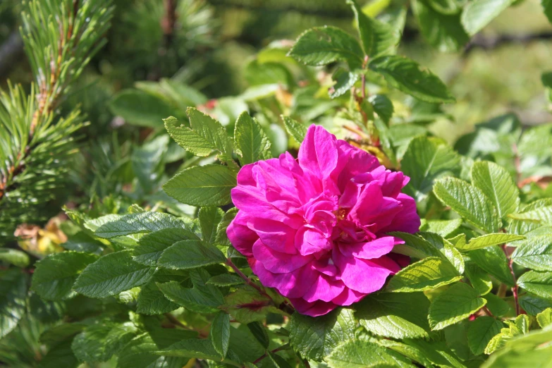 a single pink flower among the greenery