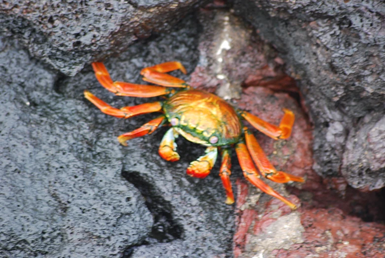 a close up of an orange crab on a rock