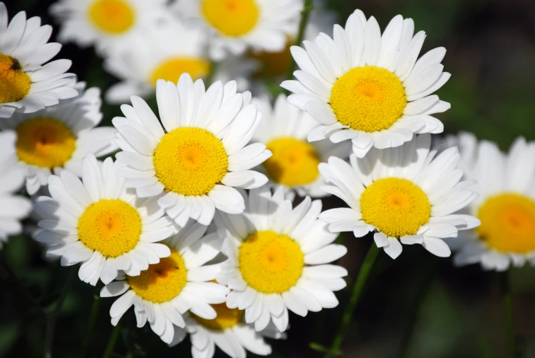 the white flowers are very big and bright