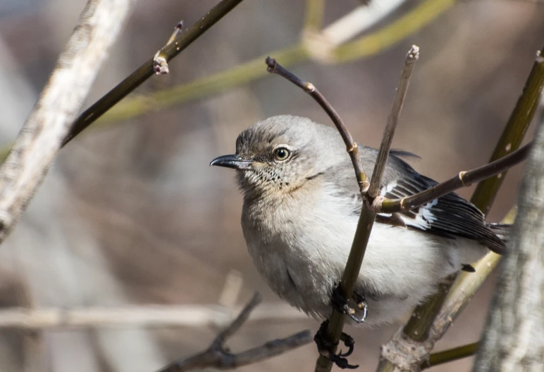 a close up view of a bird on the tree