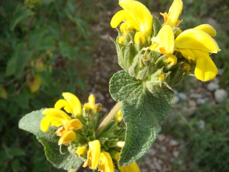 a close up of a yellow flower with leaves