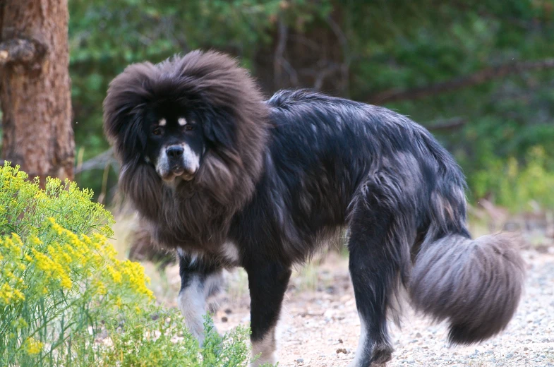 the furry dog is walking on the trail in the woods