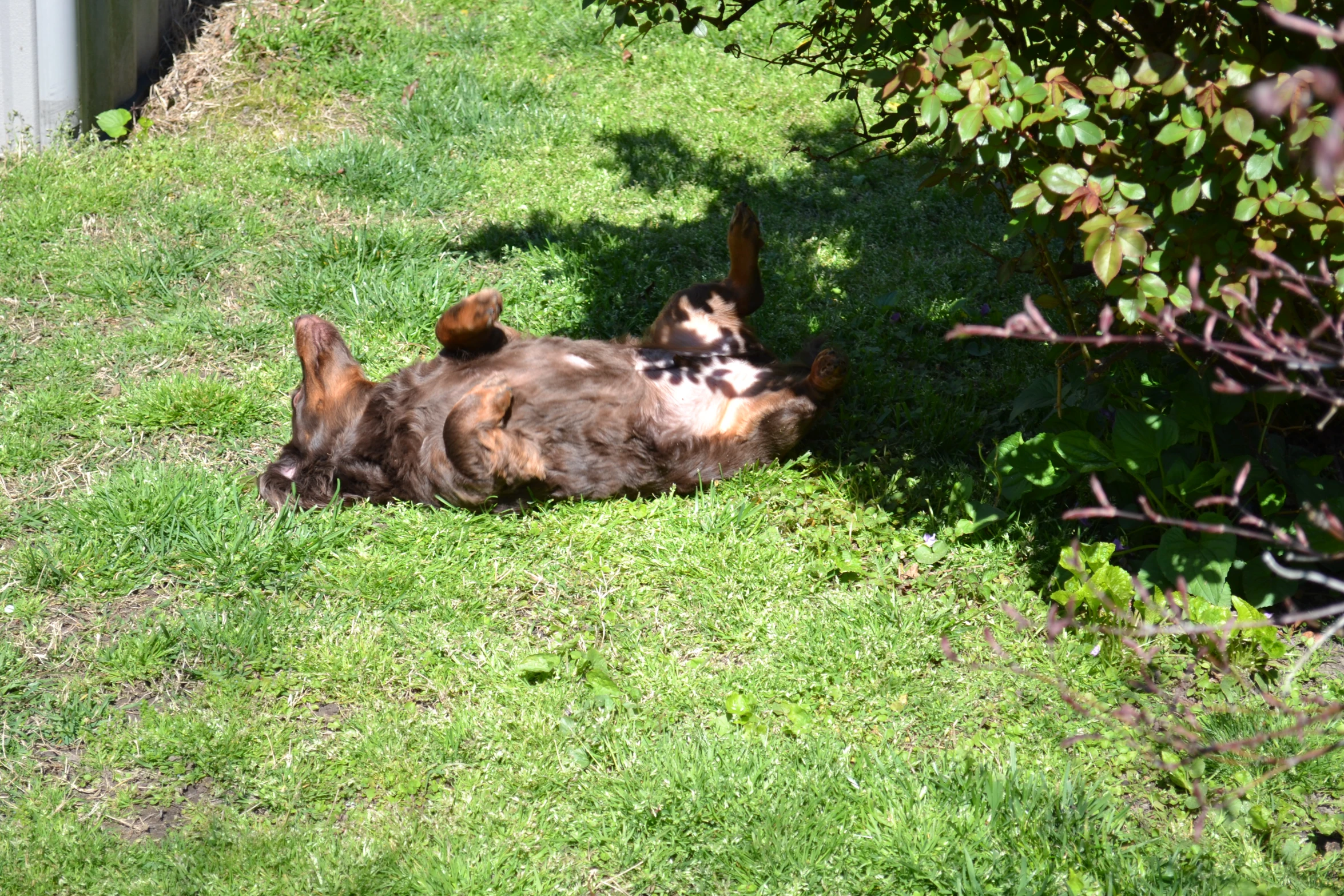 the dog is laying on the lawn with his eyes closed