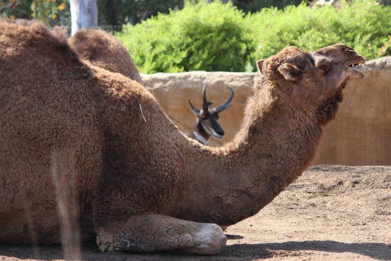 a camel resting on the ground with another in background