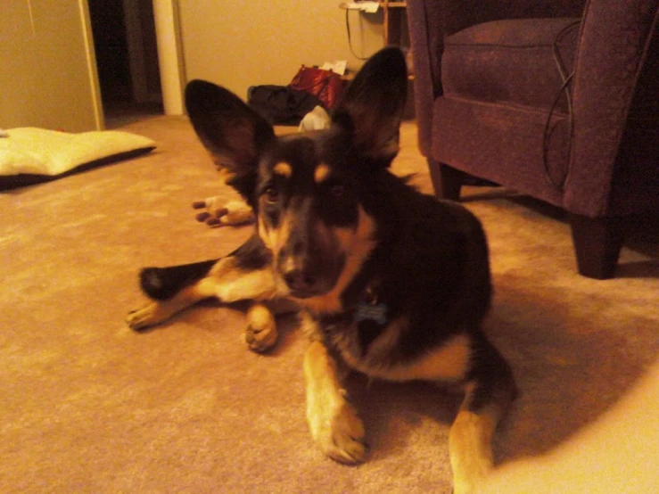 a dog laying on the floor next to a couch