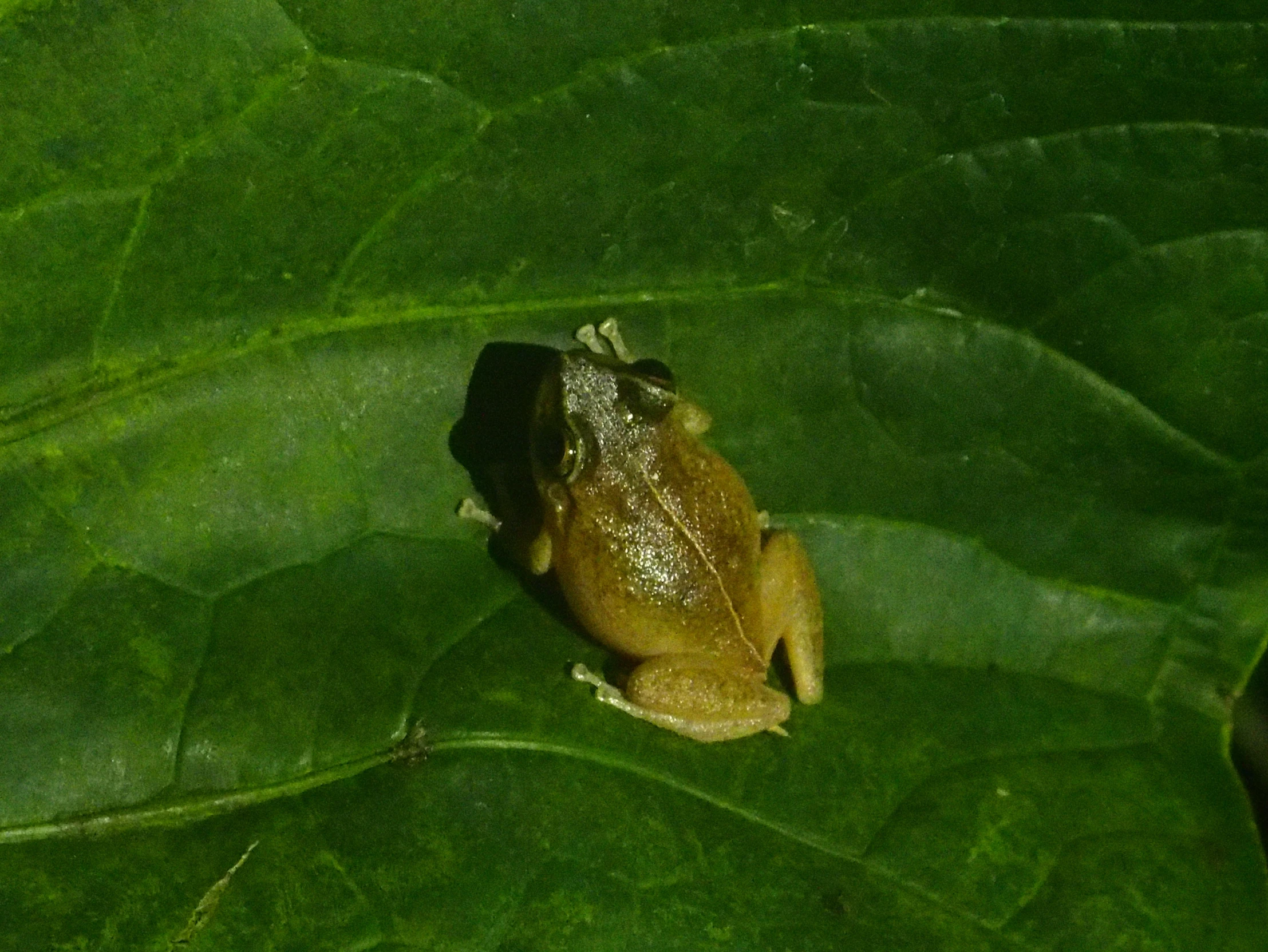 a close up image of a brown frog on a green leaf