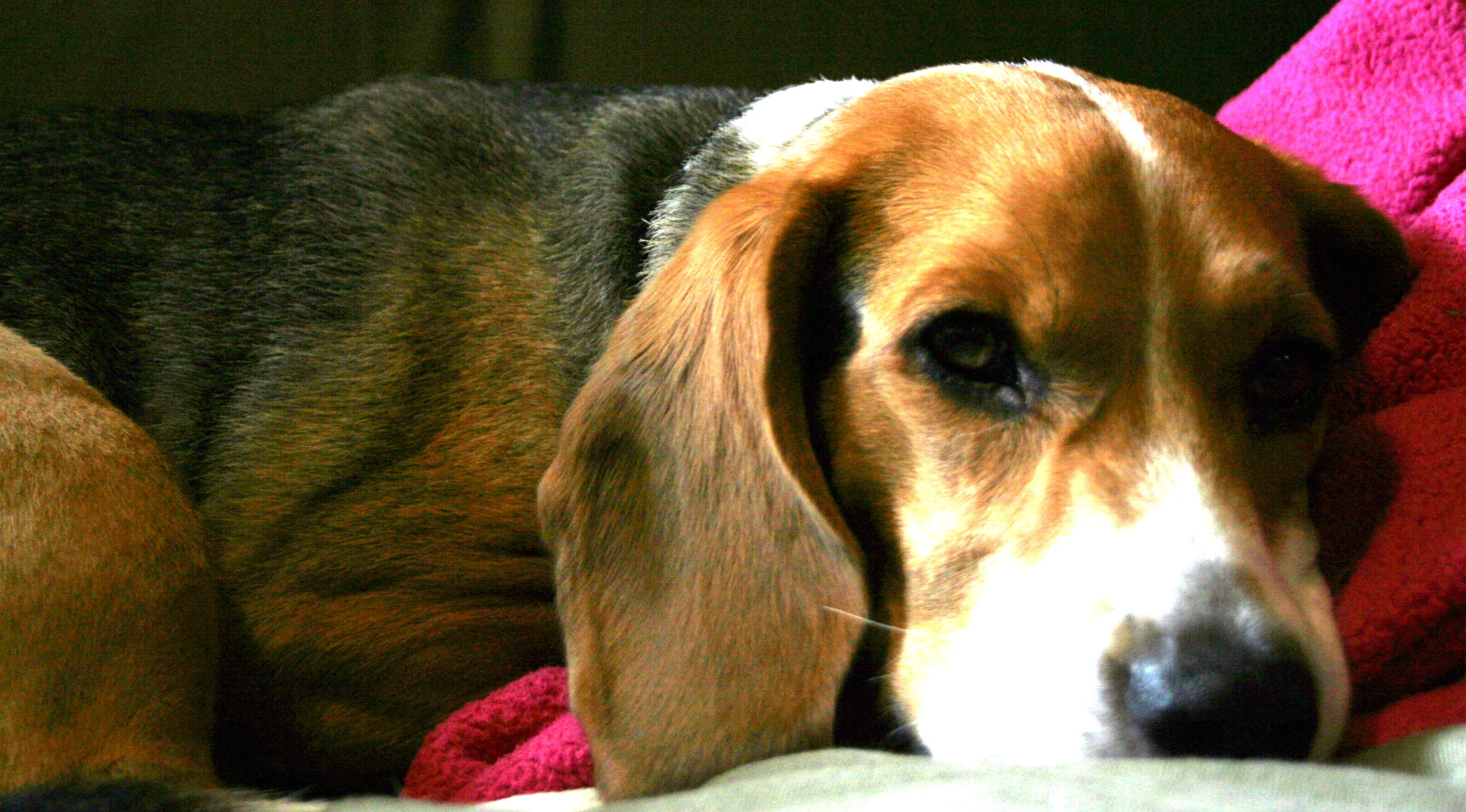 a large dog lying on top of a blanket