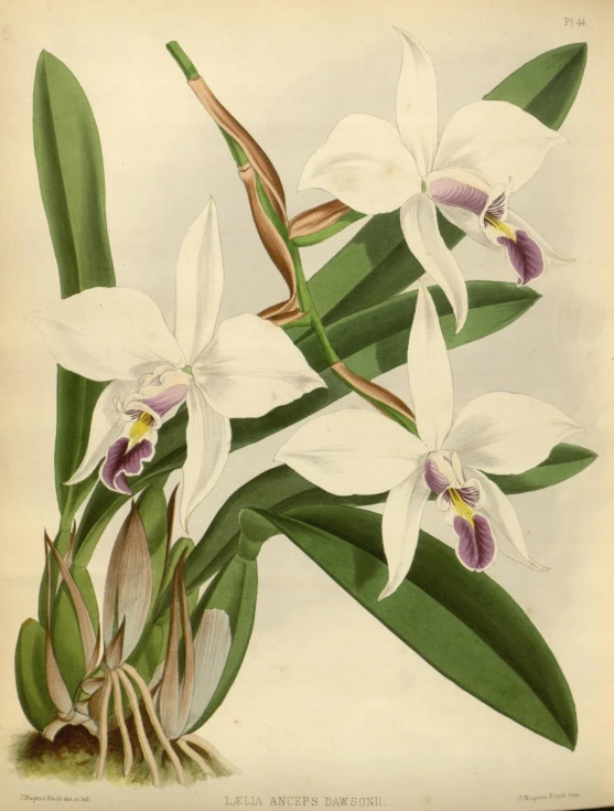 an image of orchids painted on a light colored background