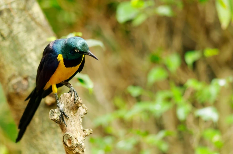 a bird sits on a tree nch in the jungle