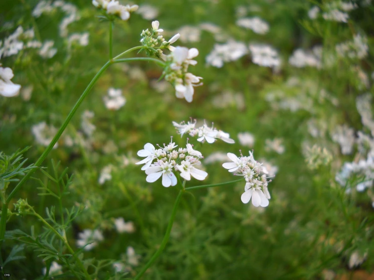 some white flowers are near a green grassy area