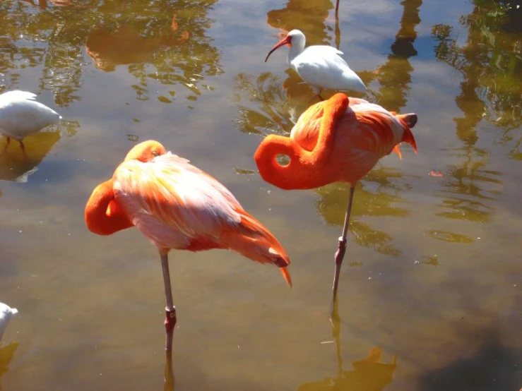 several flamingos standing in shallow water with orange legs