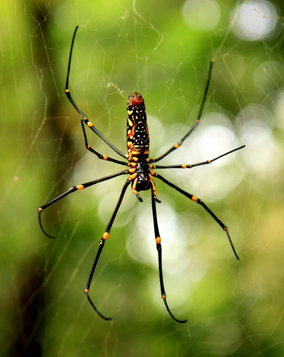 a spider sitting on its web in a forest