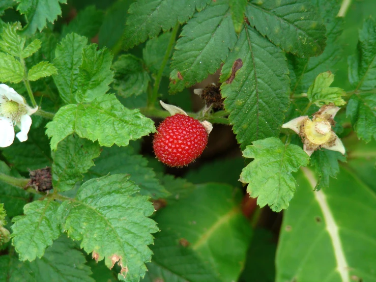 a strawberry growing on some leaves in the sun