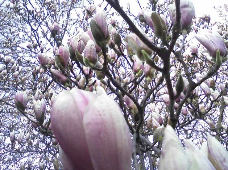 some white and pink flowers are in the nches