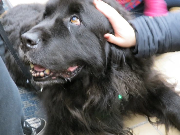 dog getting groomed by a person at the same time