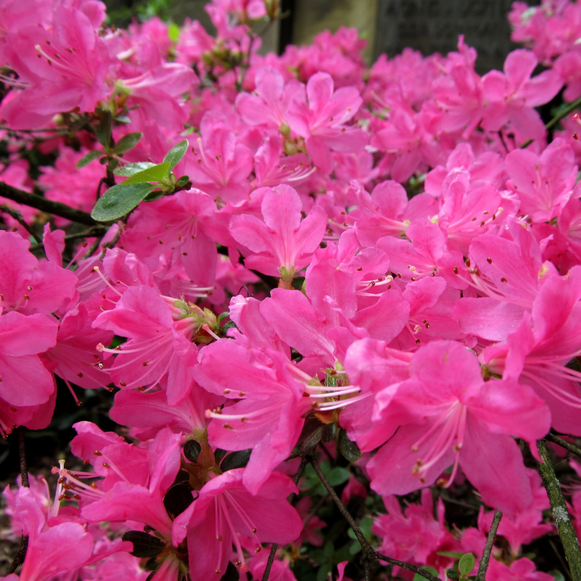 a pink bush with purple flowers in the background