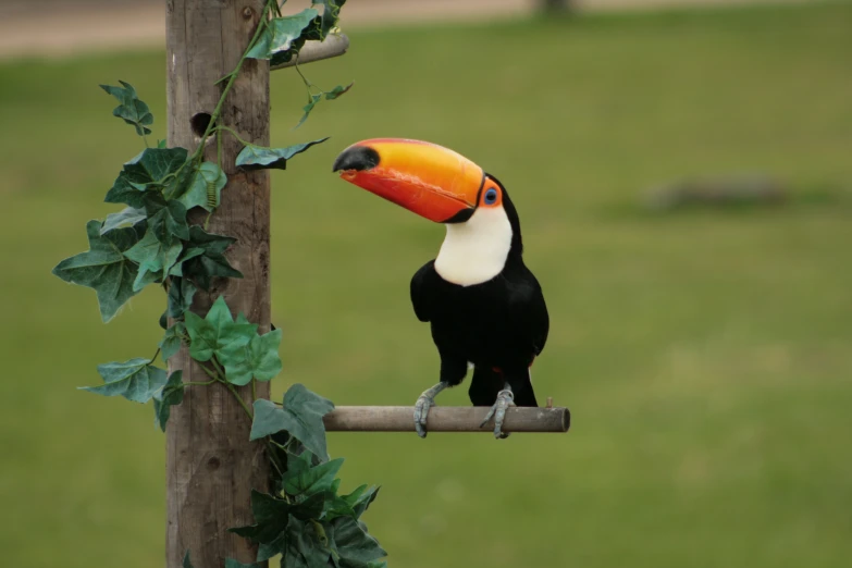 there is a bird with a large beak on the nch