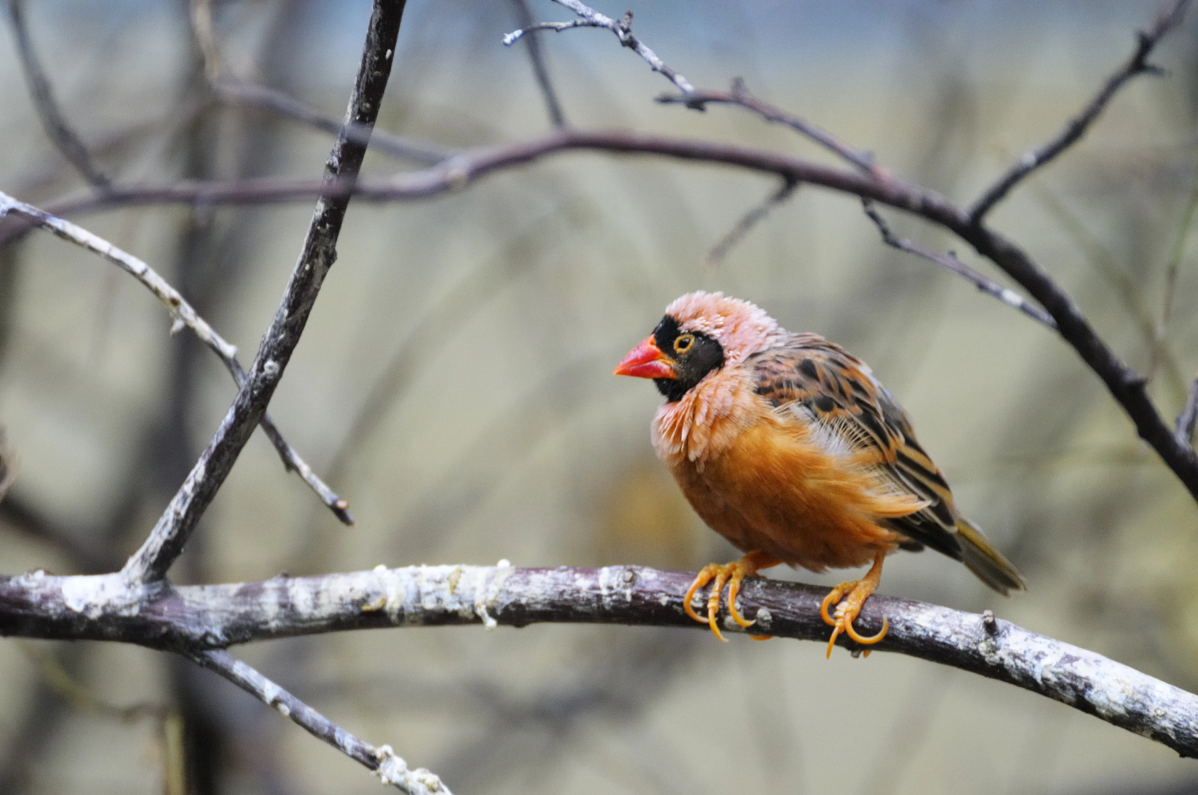 a small bird is sitting on a nch