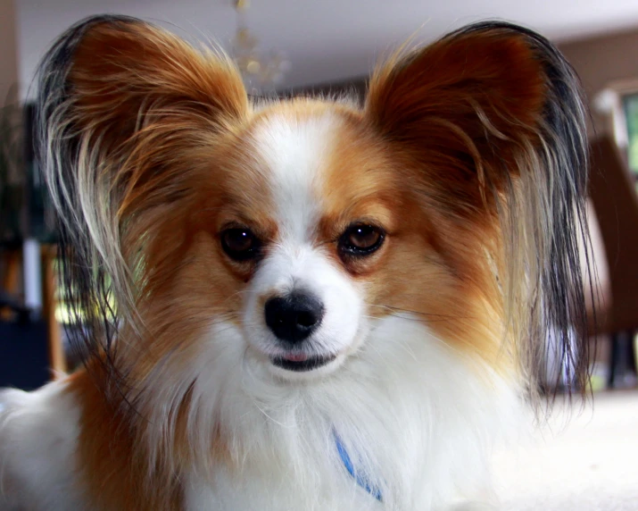 this small dog has one blue nose and two black ears