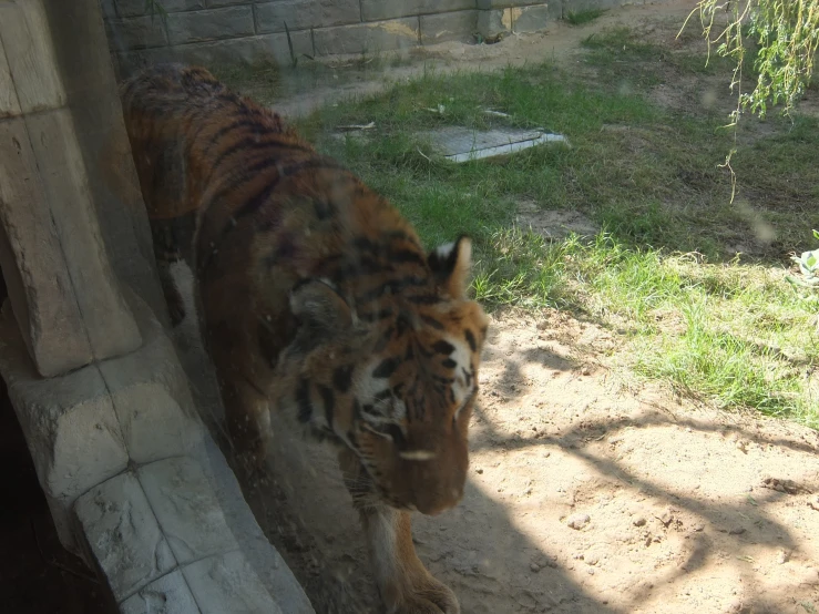 a tiger is in an enclosure at the zoo