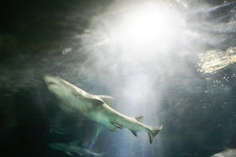 two large animals swimming through a clear ocean