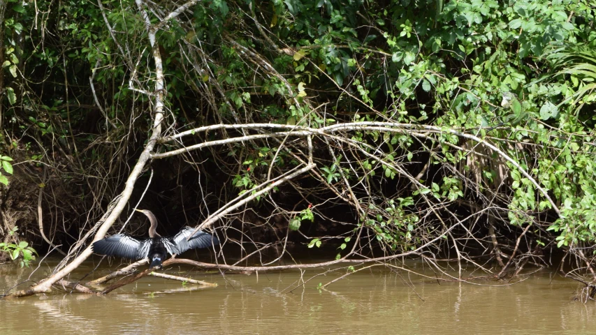 a bird standing in the water near a tree nch