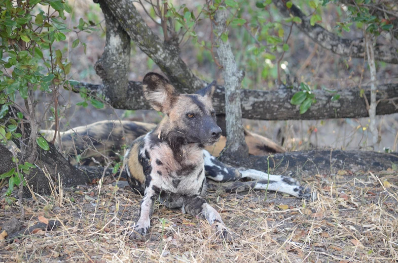 a spotted dog sitting in the shade under a tree