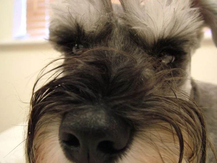 a close up of a dog's head and hair