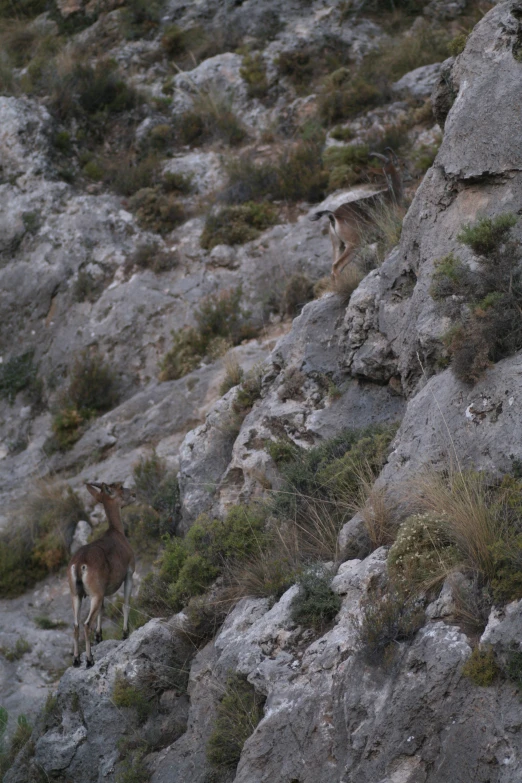 two small wild animals standing on the rocky side of the mountain