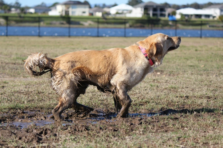 the large dog stands in the muddy field next to the water