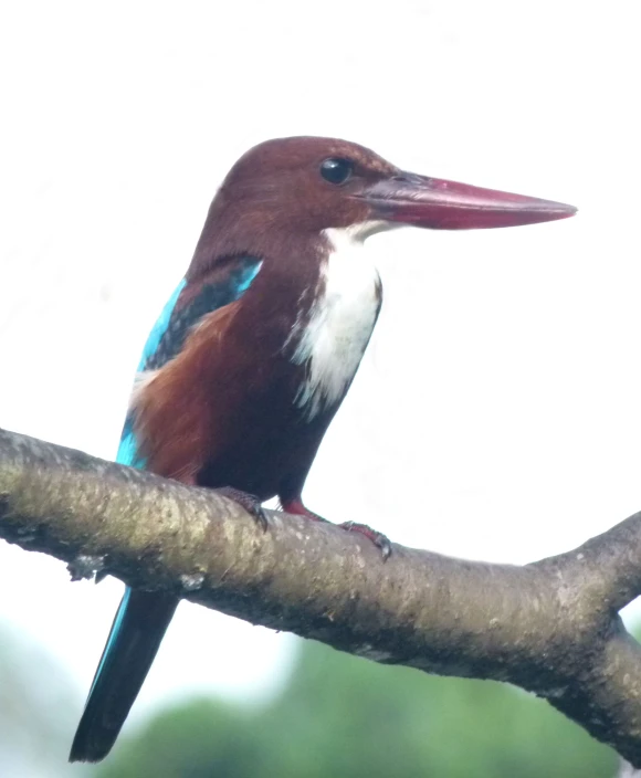 this colorful bird is sitting on a nch