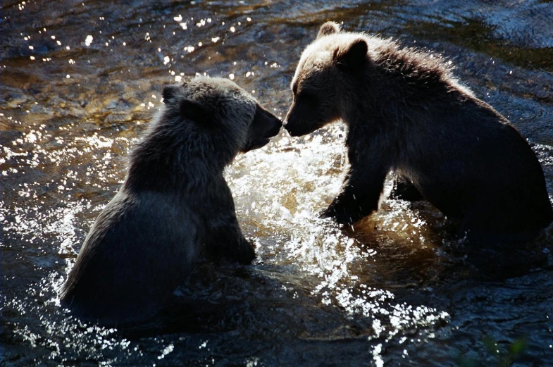 two bears playing in a river near rocks