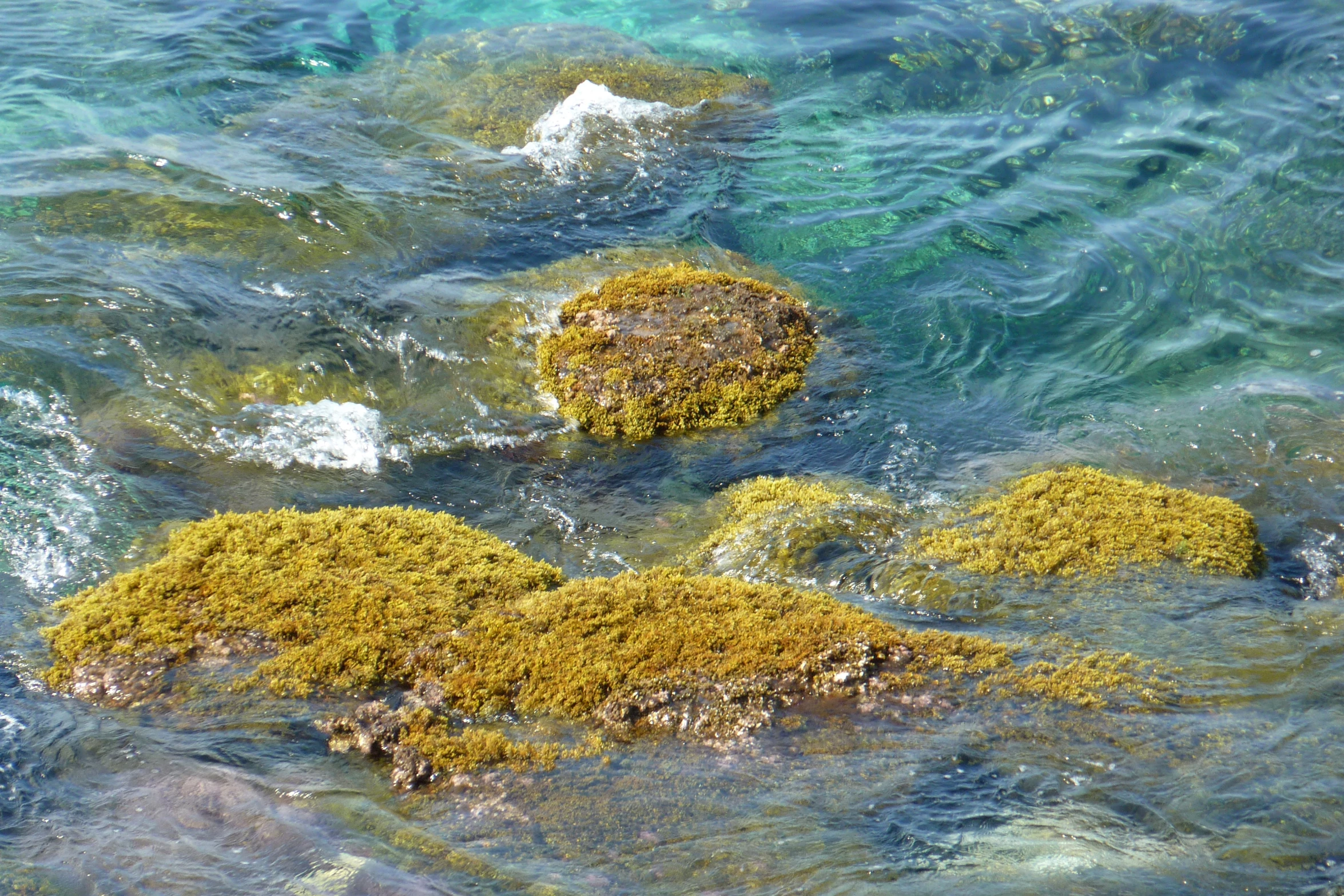 rocks covered with algae and some very clear blue water