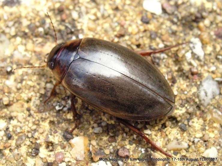 a black beetle sitting on top of a concrete ground