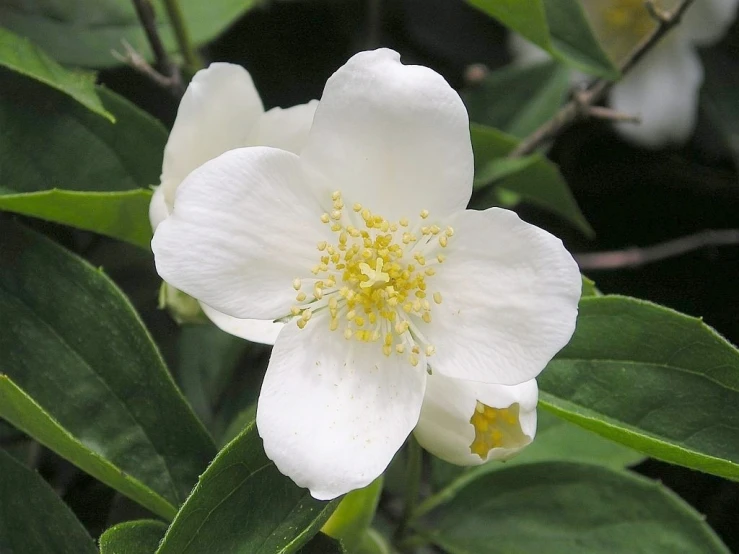 white flowers blooming all over the green leaves