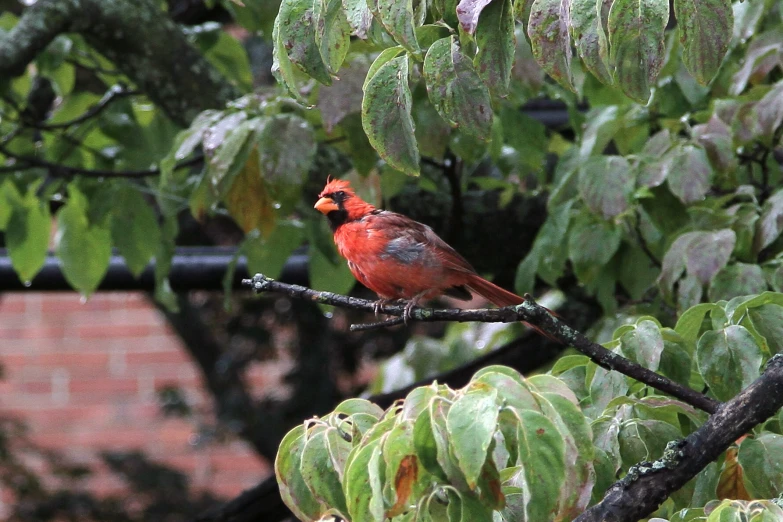 a red bird sitting on a small nch in a tree