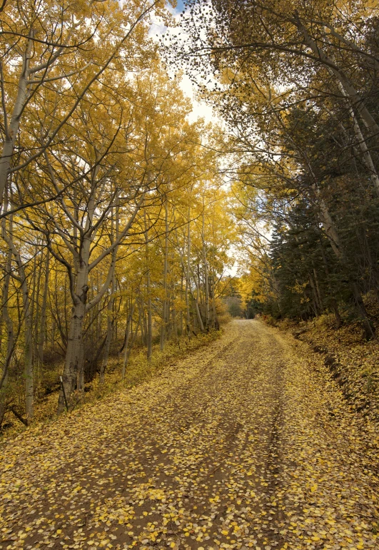 the trees are all yellow and there is a road running through them