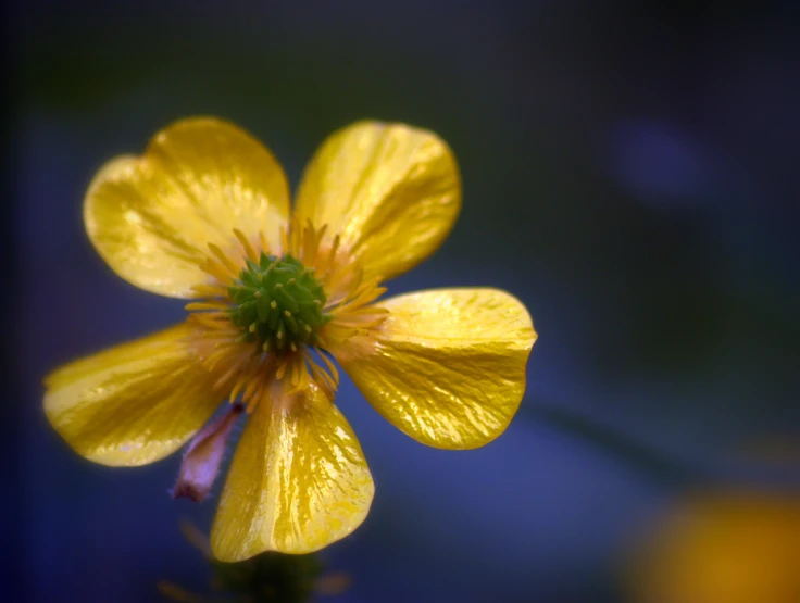 a bright yellow flower with yellow tips is against a blue background