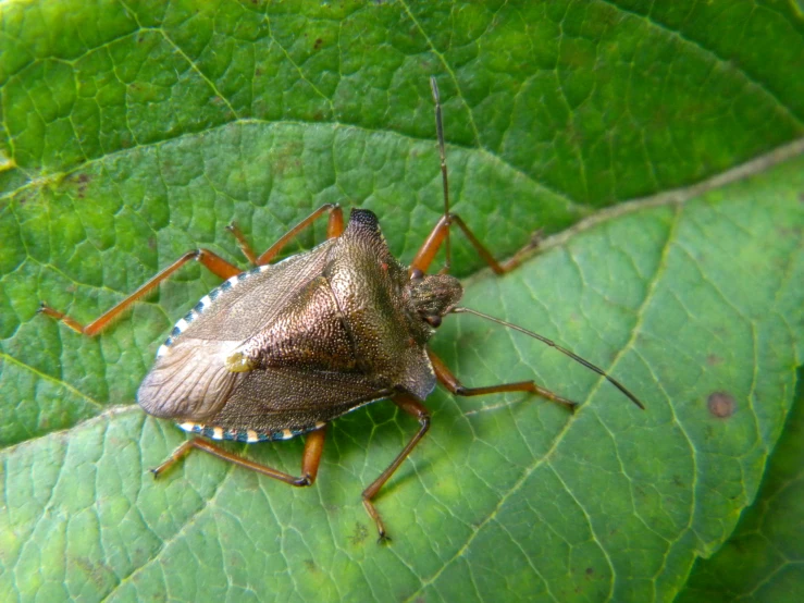 there is a bug that is sitting on a leaf