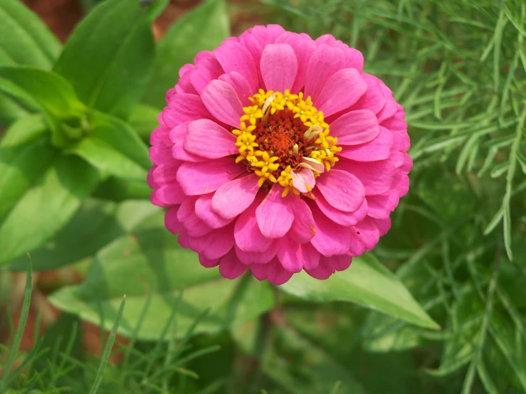 a large pink flower sitting in front of green leaves