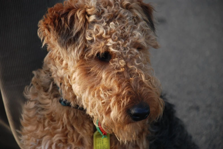 a brown dog sitting on the back of a person