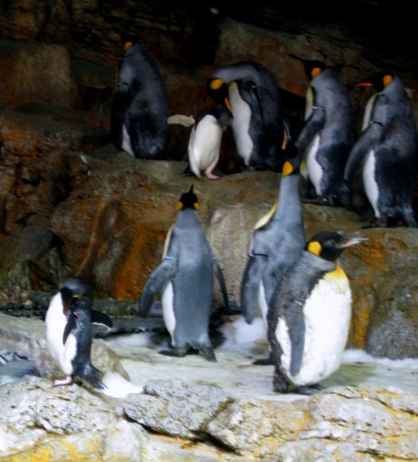 a flock of penguins on some rocks at a zoo